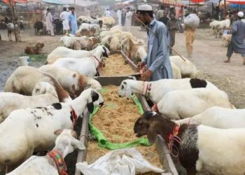 Government Unexpectedly Extends Eid-ul-Adha Holidays