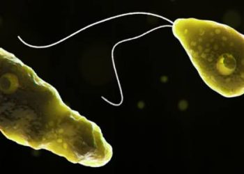 Sindh’s Naegleria fowleri Death Toll Rises to Five