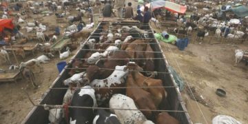 Picture of a bakra mandi in pakistan on eid ul adha