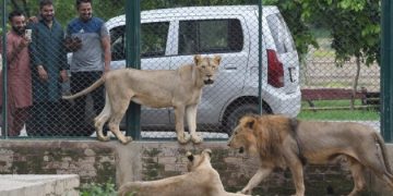 Picture of lahore zoo