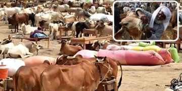 Image of Animals in Cattle Market