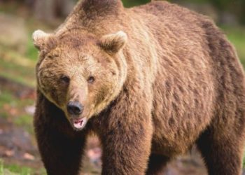 image of bear
