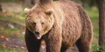image of bear