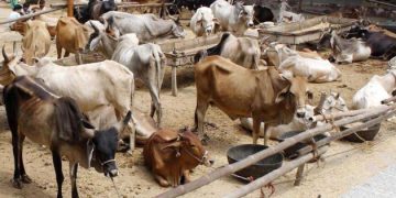 Image of Cattle mandi animals