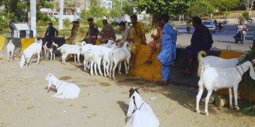 Image of animal outside market