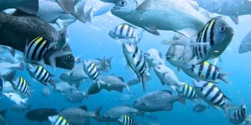 Image of Fishes in Sea