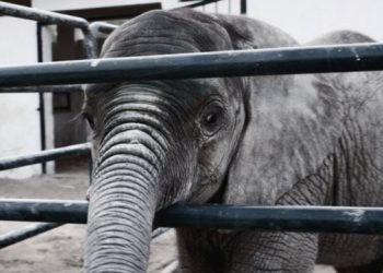 Karachi Safari Park Sonia Died
