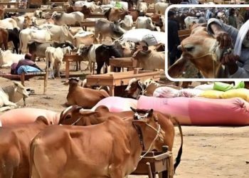 Image of Cow Animals