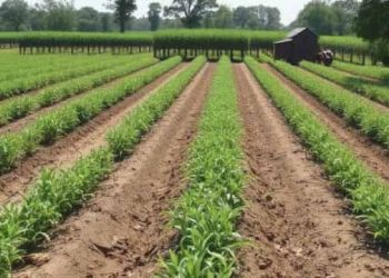 Image of Farm