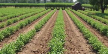 Image of Farm