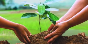 Tree Plantation Campaign
