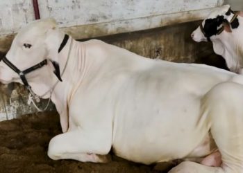 Cattle Market Image