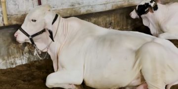Cattle Market Image