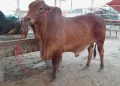 Maweshi Mandi