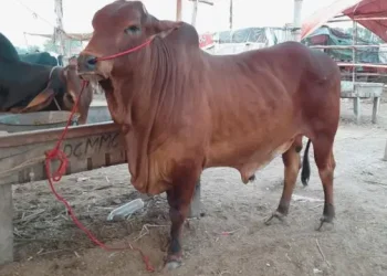 Maweshi Mandi
