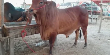 Maweshi Mandi