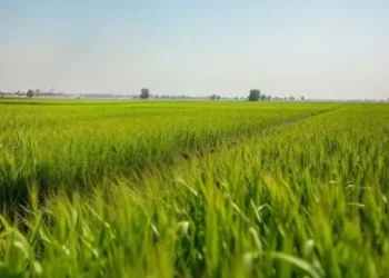 Image of Pakistan Farm