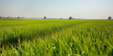 Image of Pakistan Farm