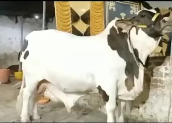 Bull Rs 5 million 1600kg