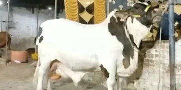 Bull Rs 5 million 1600kg