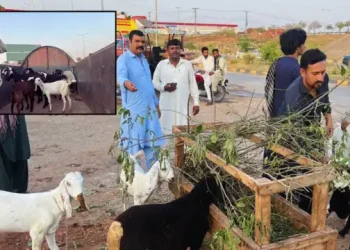 action illegal cattle sale