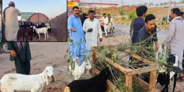 action illegal cattle sale