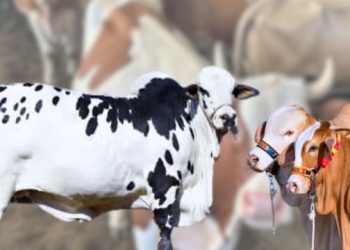 Cattle Market Animals