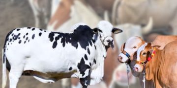 Cattle Market Animals