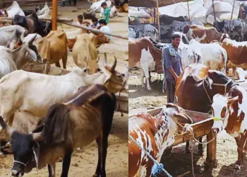 Pakistan cattle market