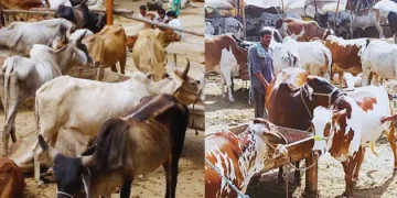 Pakistan cattle market