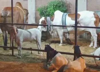 Animals in Maweshi Mandi