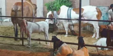 Animals in Maweshi Mandi
