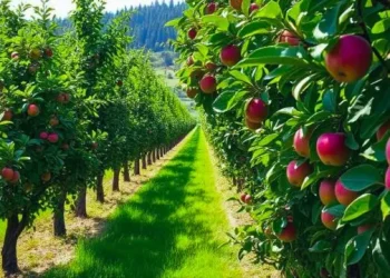 Image of Fruits Trees and Plants