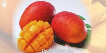 Karachi Malir Miyazaki mangoes