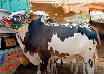 Mandi of Sacrificial Animals