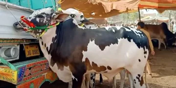 Mandi of Sacrificial Animals