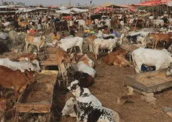 Image of Animals in market