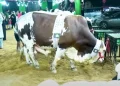 Cattle Market Animals