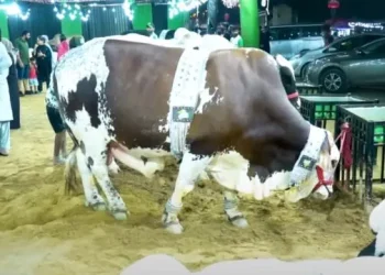 Cattle Market Animals