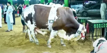 Cattle Market Animals
