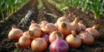 Onion Shows