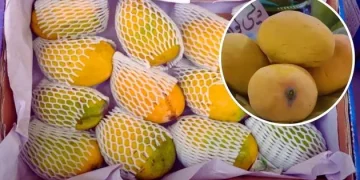 Image Show Beautiful Yellow Mangoes