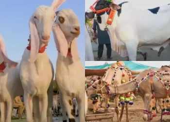 Image of Sacrificial Animals Goats, Cow, Camels