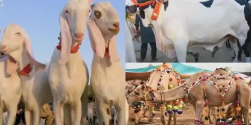 Image of Sacrificial Animals Goats, Cow, Camels