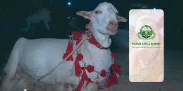 Punjab e-Cattle