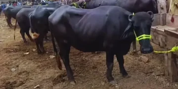 Buffaloes